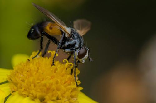 Réf. 266 972 : Cylindromyia auriceps